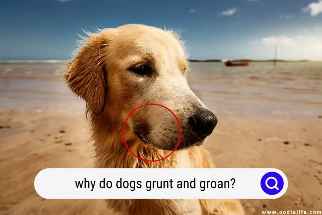 why do dogs grunt