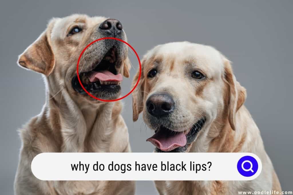 Why Do Dogs Have Black Lips? Oodle Life