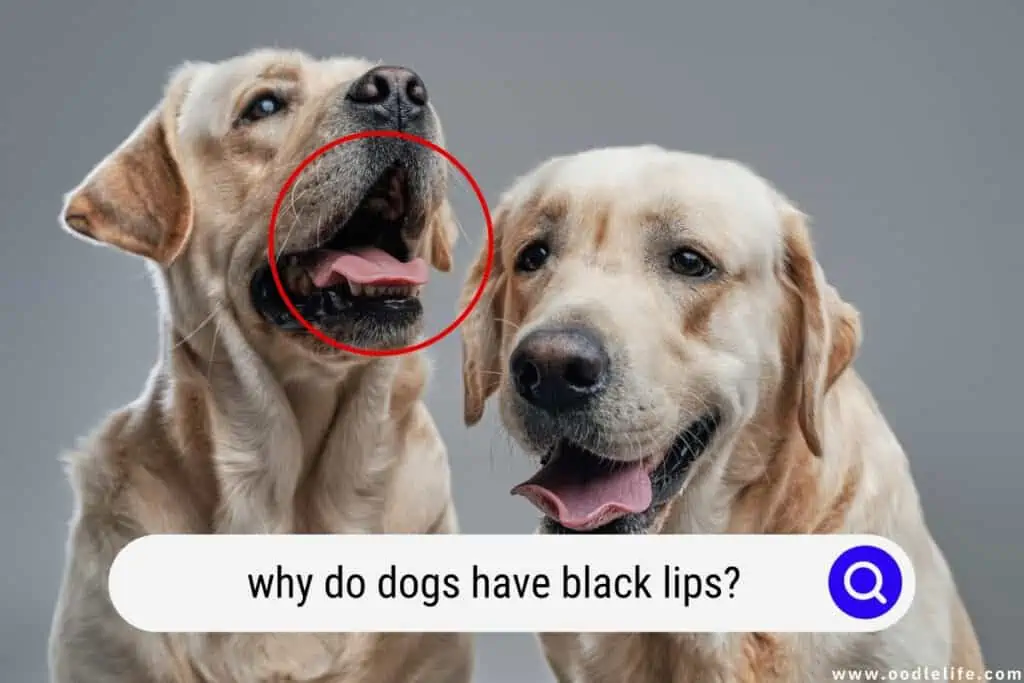 why do dogs have black lips