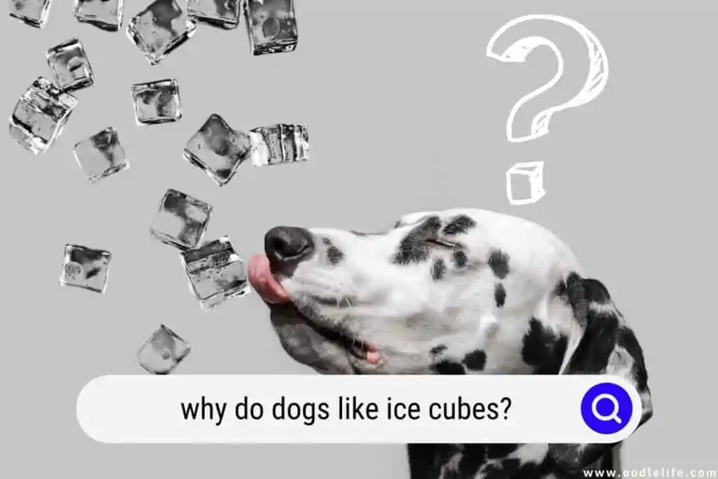 why do dogs like ice cubes