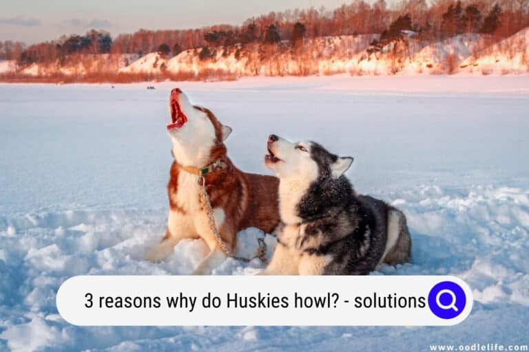 3 Reasons Why Do Huskies Howl? (And Solutions)