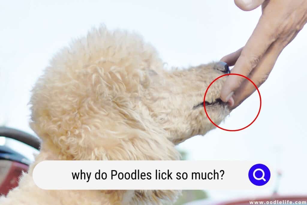 why do Poodles lick so much