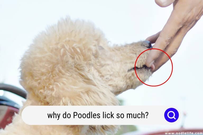 Why Do Poodles Lick So Much?
