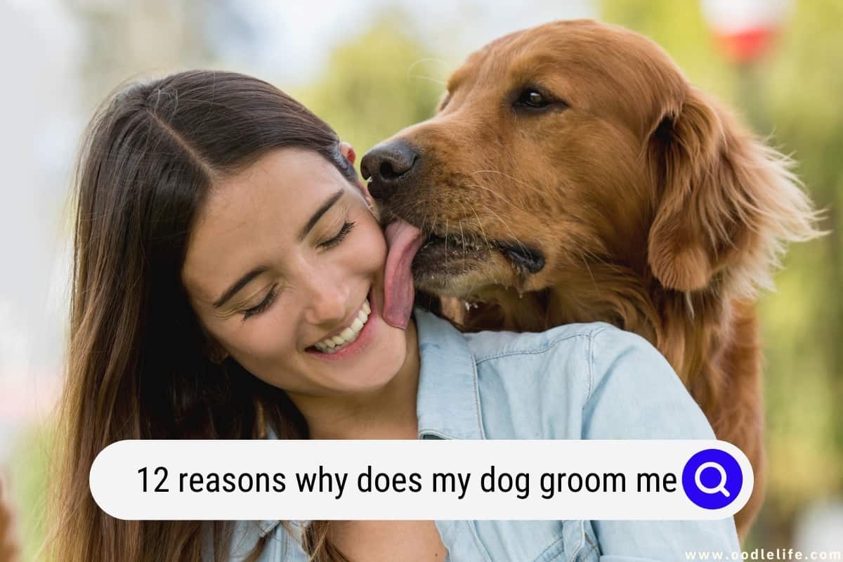 Why Does My Dog Groom Me? (12 Reasons Explained)