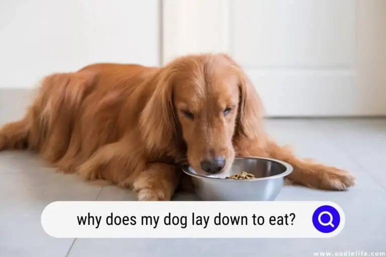 Why Does My Dog Lay Down to Eat?