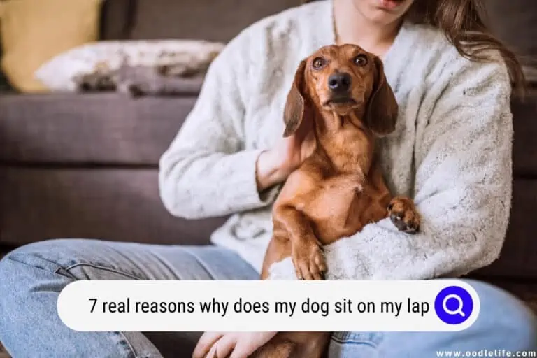 Why Does My Dog Sit on My Lap [7 Reasons Why]