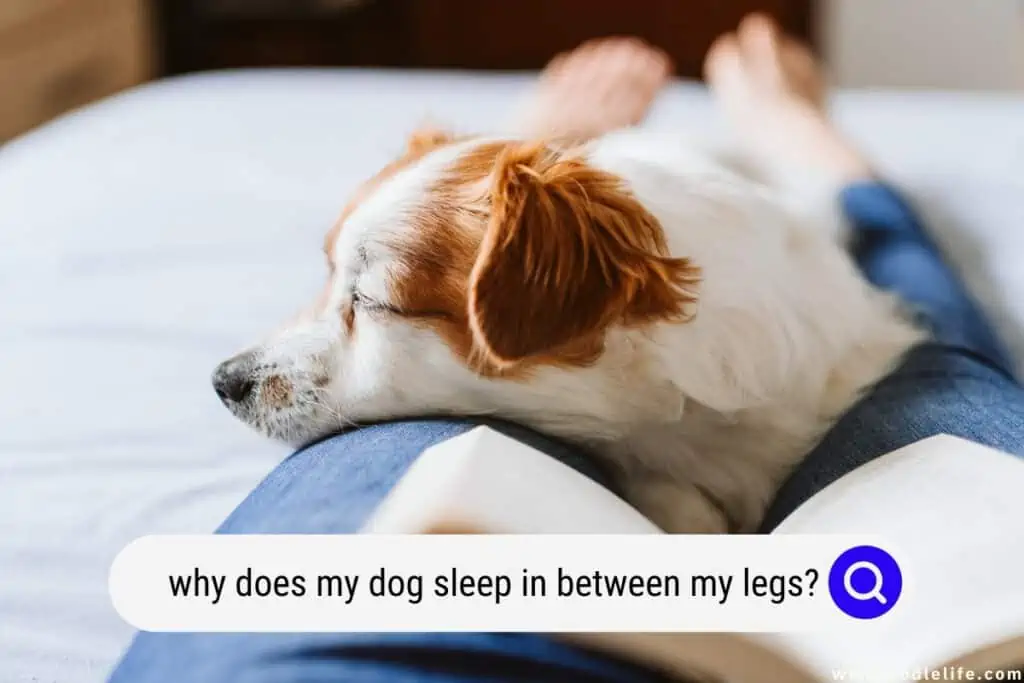 why does my dog sleep in between my legs