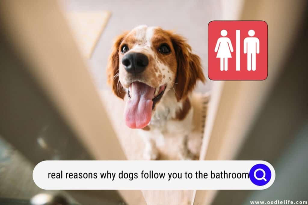 why dogs follow you to the bathroom