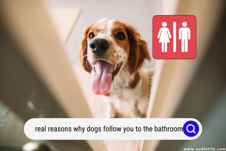 11 Real Reasons Why Dogs Follow You to the Bathroom