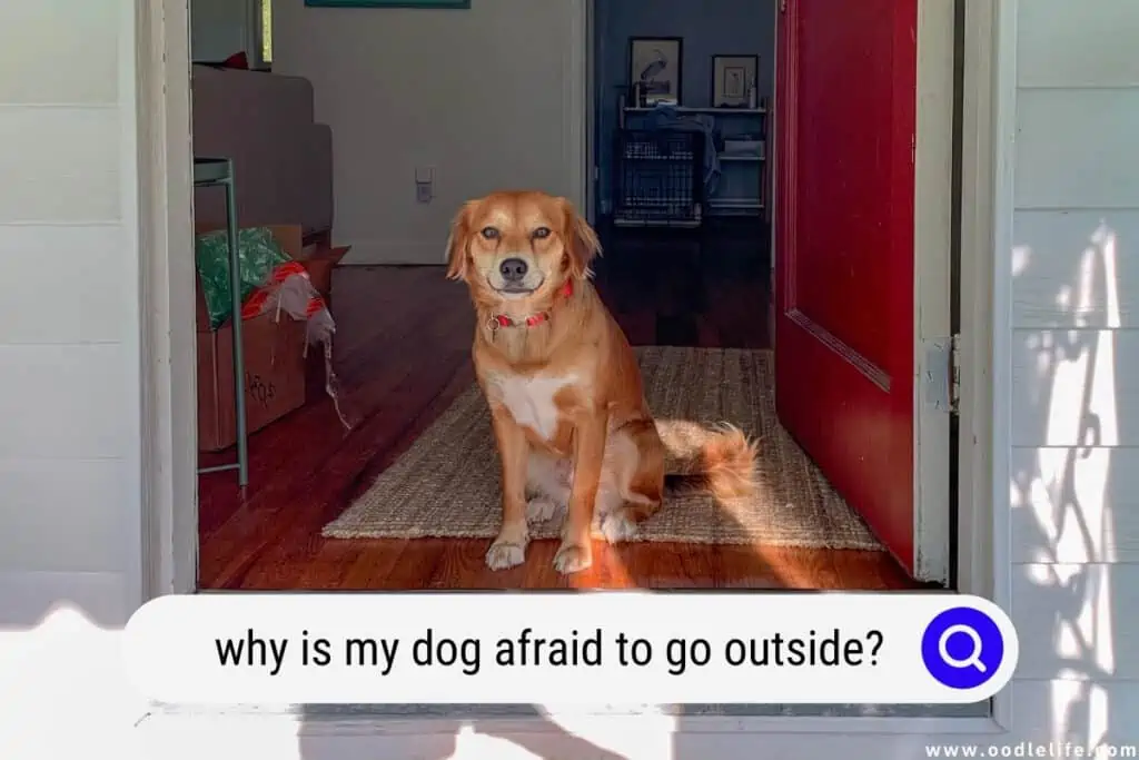 dog afraid to go outside