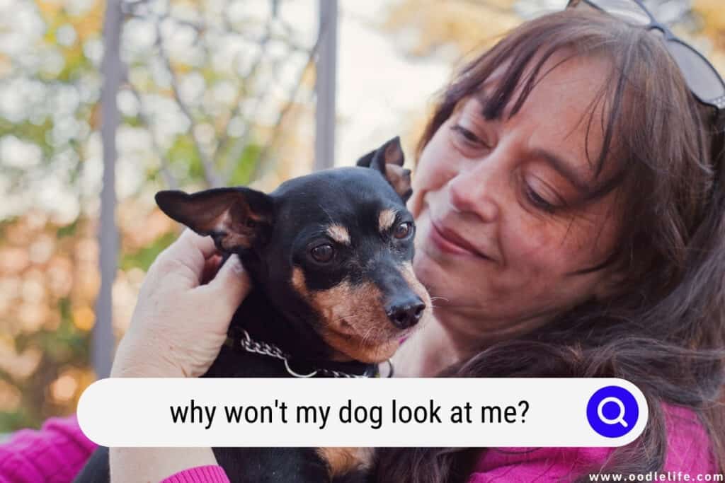 Why Won T My Dog Go In Her Dog House When It Rains at Teresa Valladares