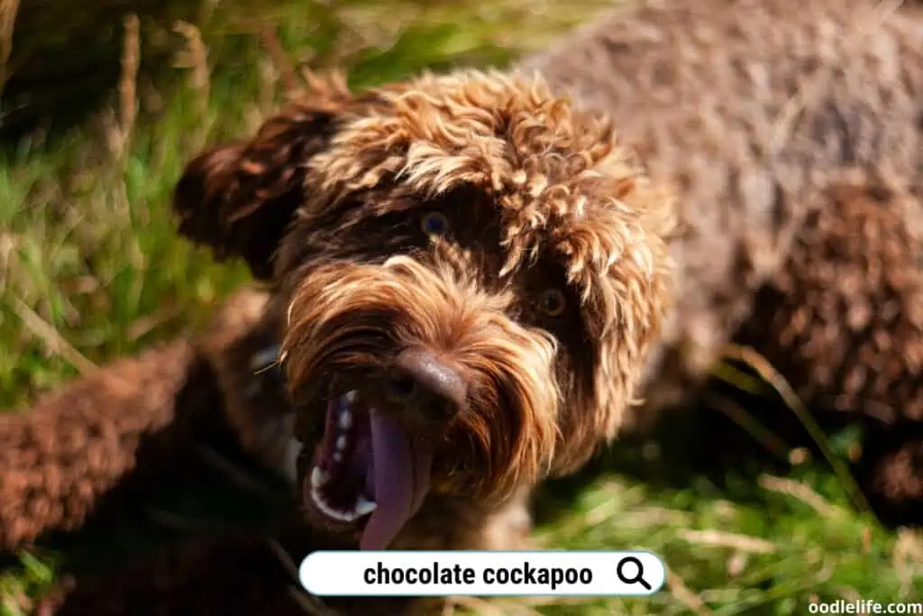 chocolate cockapoo