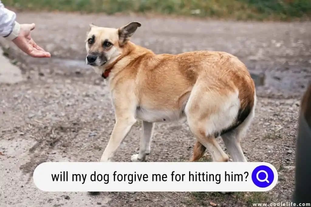 will my dog forgive me for hitting him