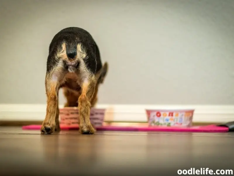 Yorkie eats with bowl