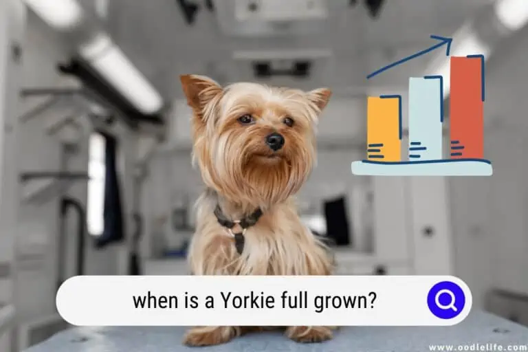 When Is a Yorkie Full Grown? (with Photos)