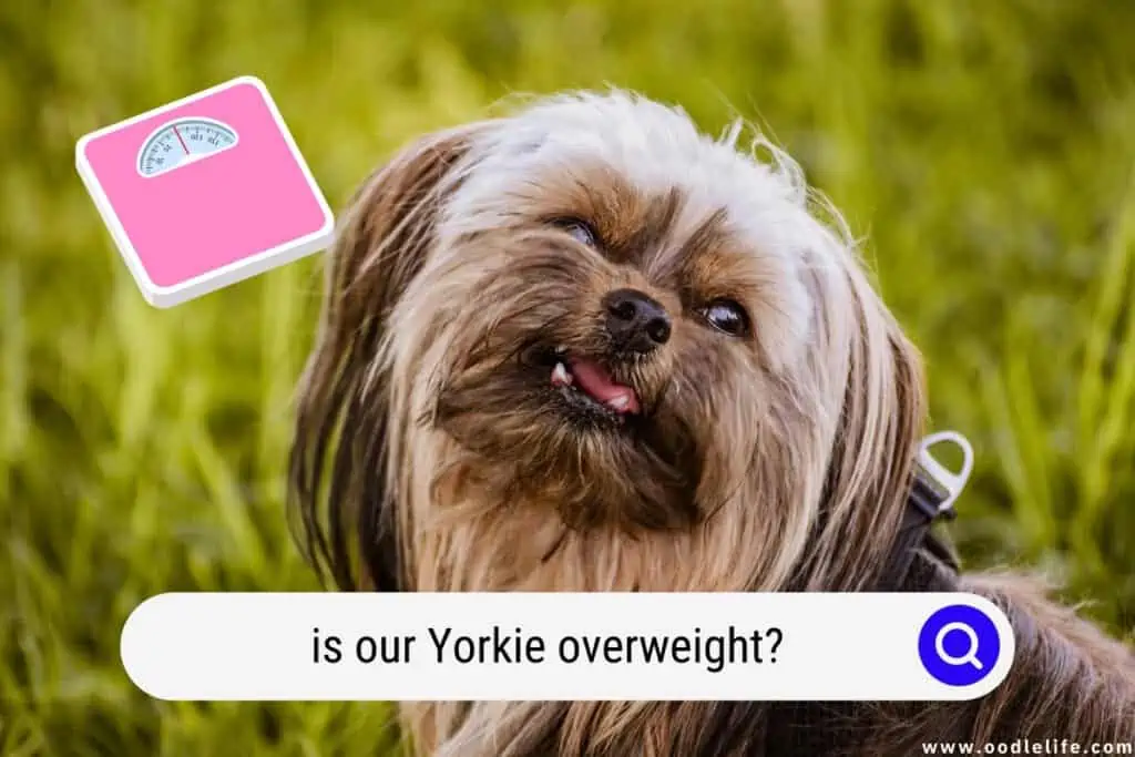 Yorkie overweight
