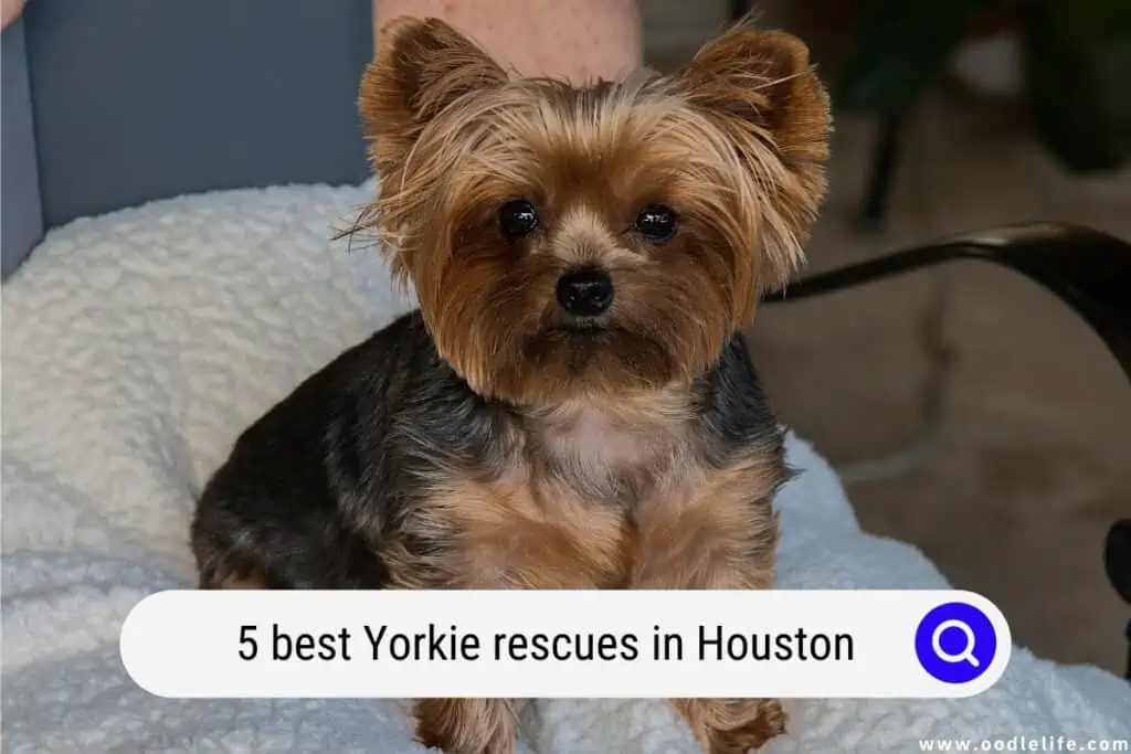 Yorkie rescues in Houston