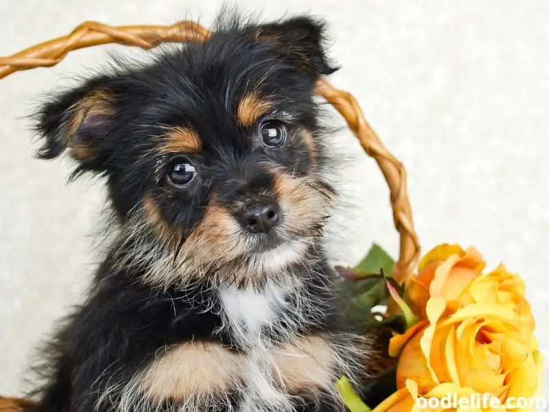 Yorkiepom sits in basket