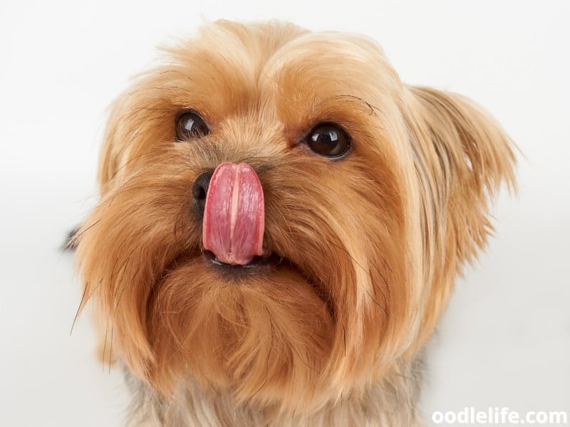 Yorkshire Terrier licks nose