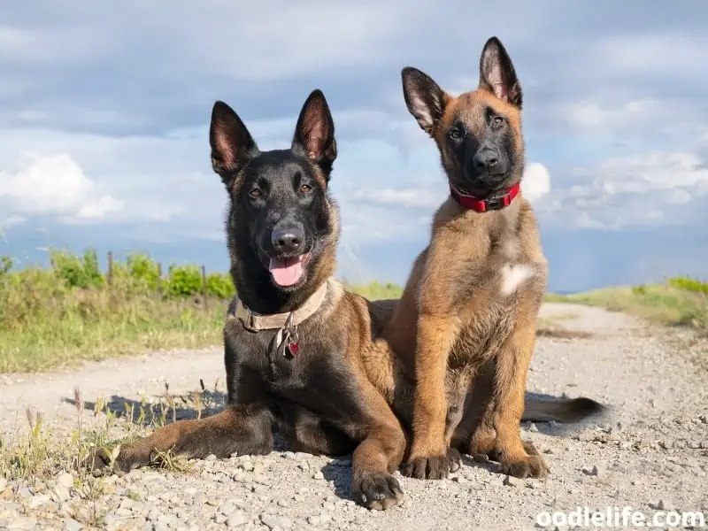 young and adult Belgian Sheepdog