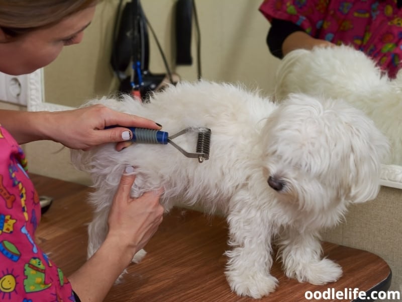 a dog being groomed