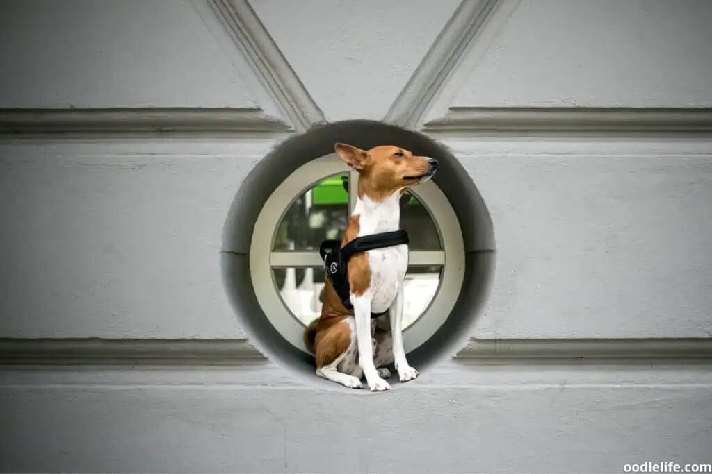 A happy full grown Basenji wearing a no pull harness