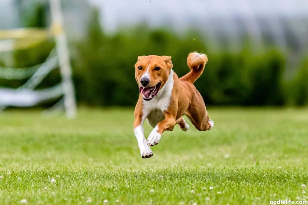 A running Basenji leaping through the air.