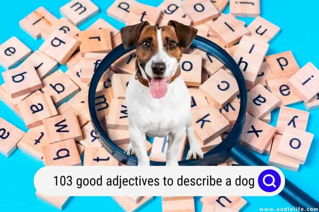 adjectives to describe a dog