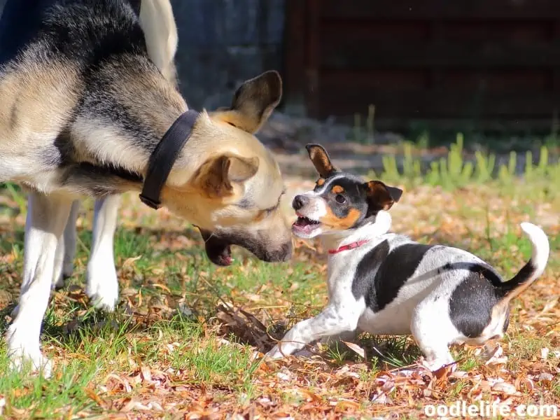 adult dog and puppy