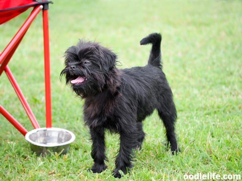 Affenpinscher standing on grass