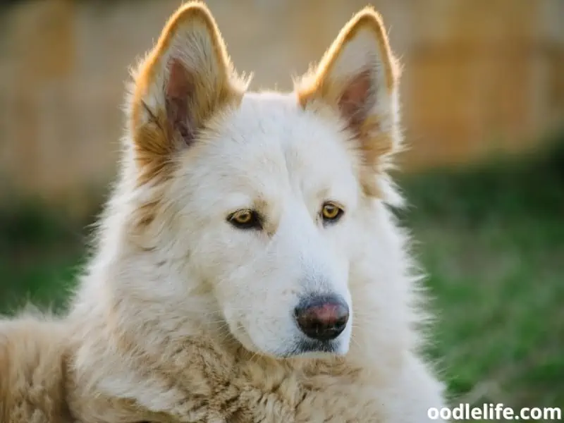 alert Northern Inuit dog