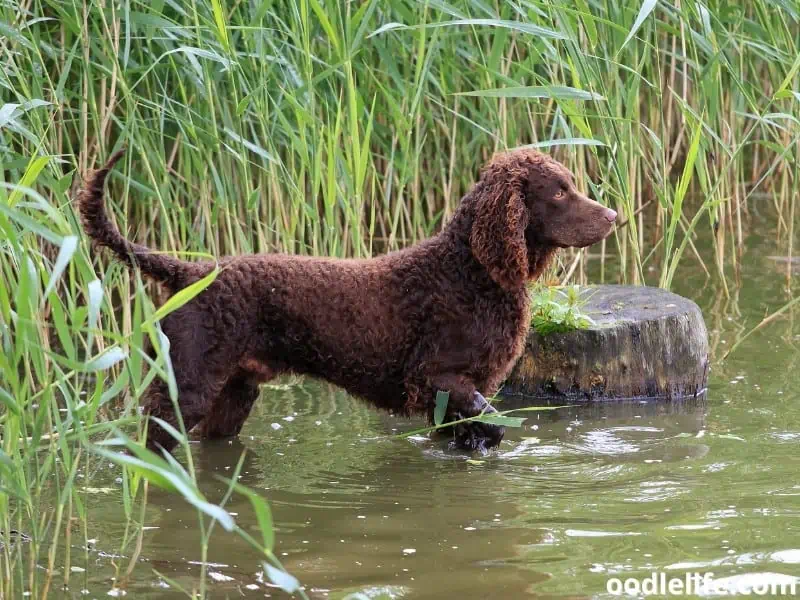 American Water Spaniel standing