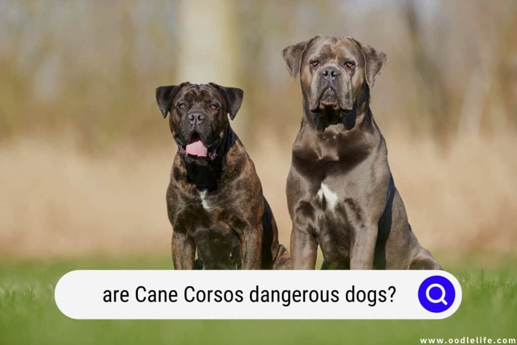 Are Cane Corsos Dangerous Dogs? (Aggression Facts) Oodle Life