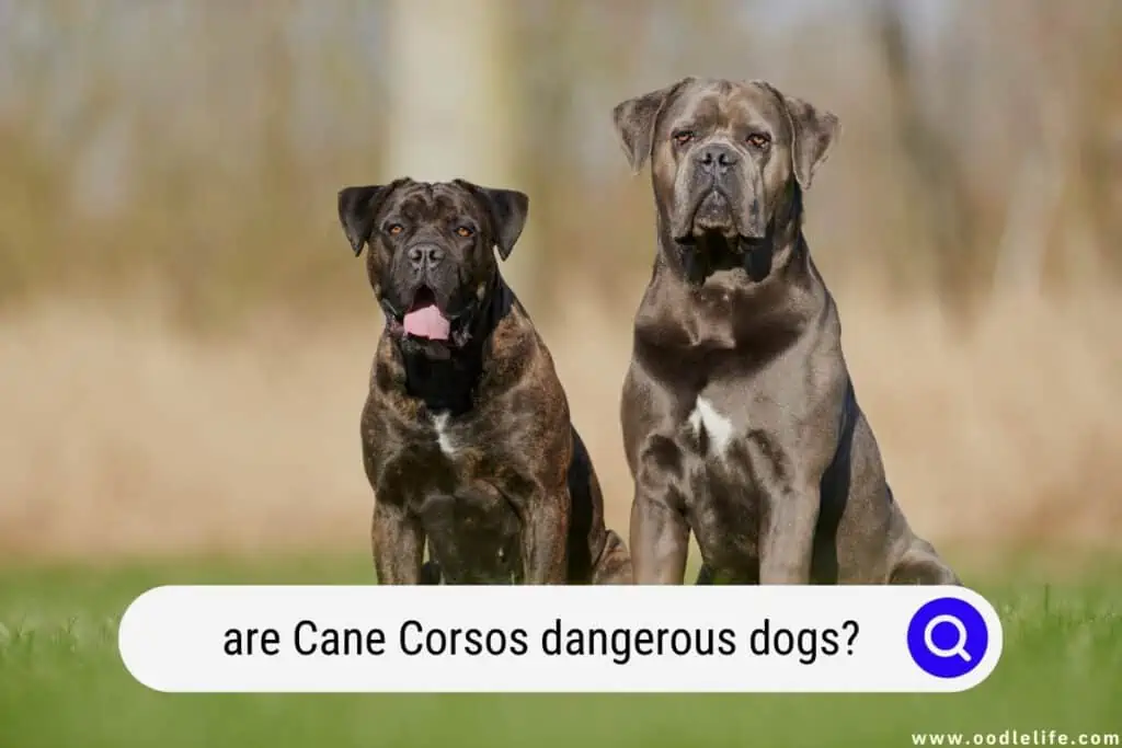 are Cane Corsos dangerous