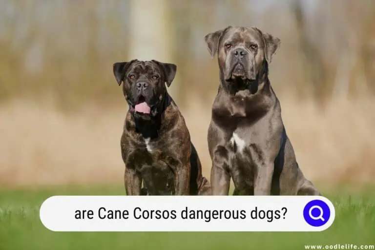 Are Cane Corsos Dangerous Dogs? (Aggression Facts)