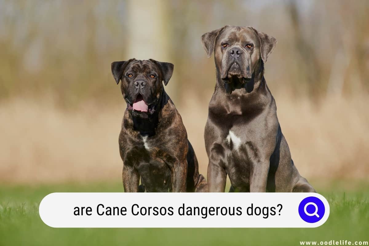 are cane corsos aggressive or dangerous dogs