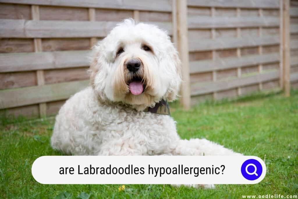 What s a doodle dog photos of 6 doodle mixes oodle life