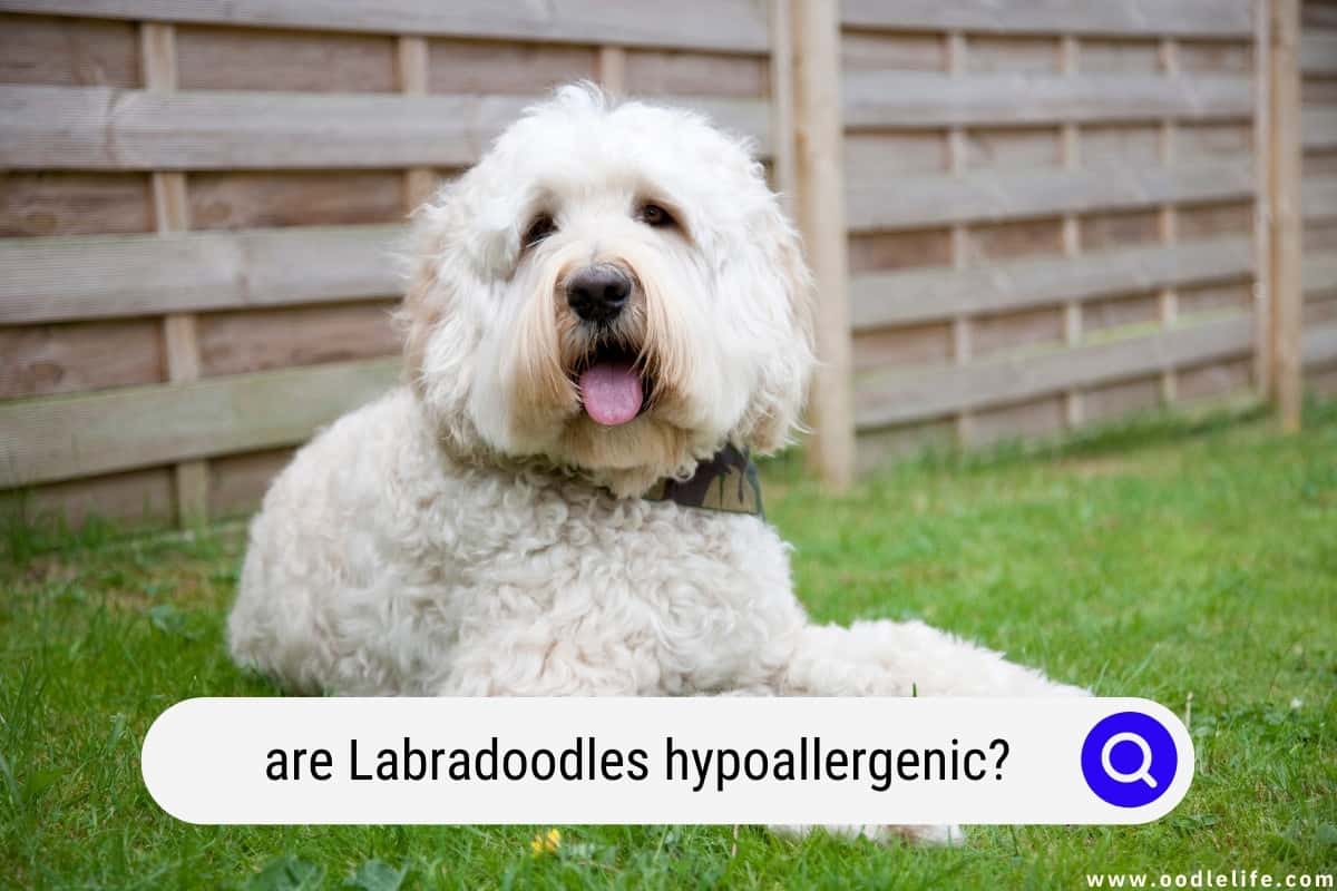 Are Labradoodles Hypoallergenic? (Labradoodle Allergy Guide) Oodle Life