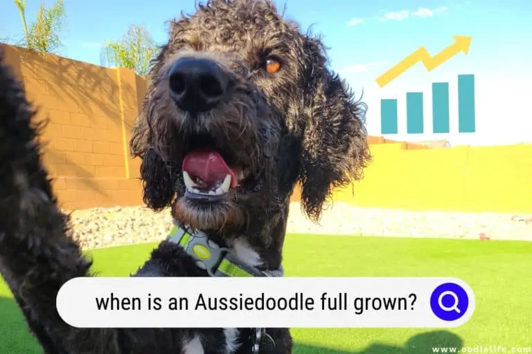 When is an Aussiedoodle Full Grown? (Pictures)