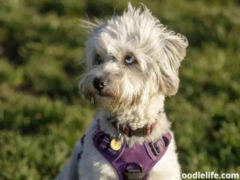 Aussiedoodle looks away from the field