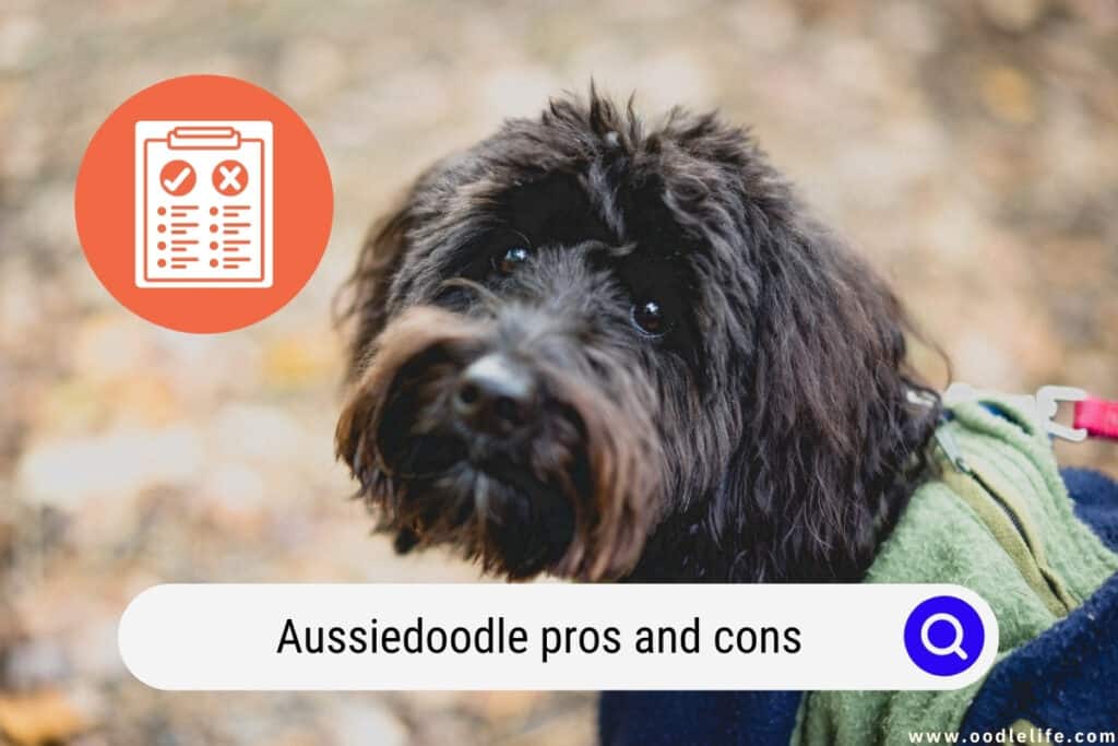 Aussiedoodle pros and cons