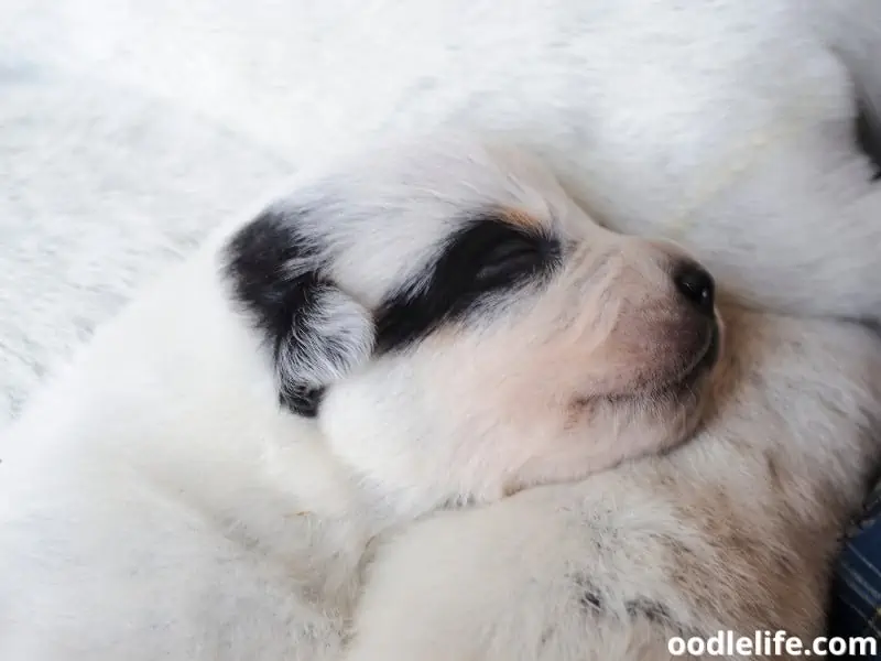 Australian Cattle puppies sleeping