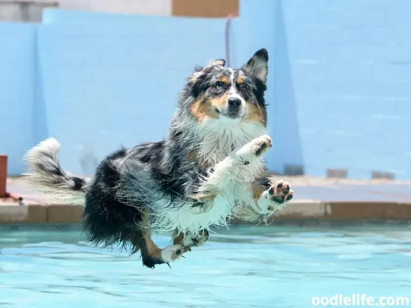 Australian Shepherd loves water