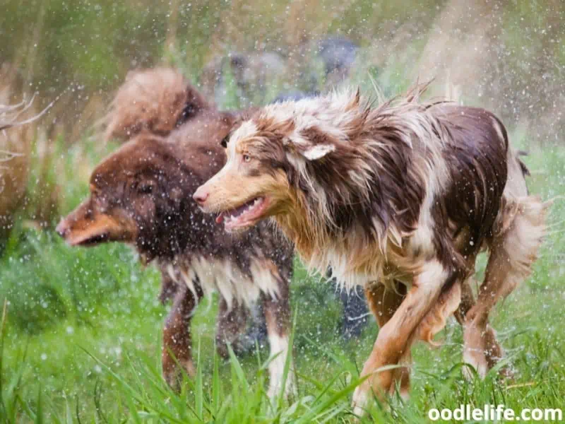 Australian Shepherds shaking off