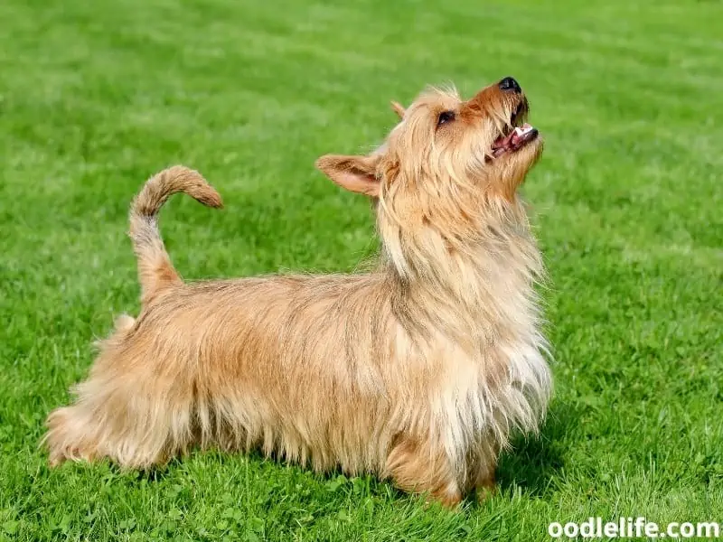 Australian Terrier looks up