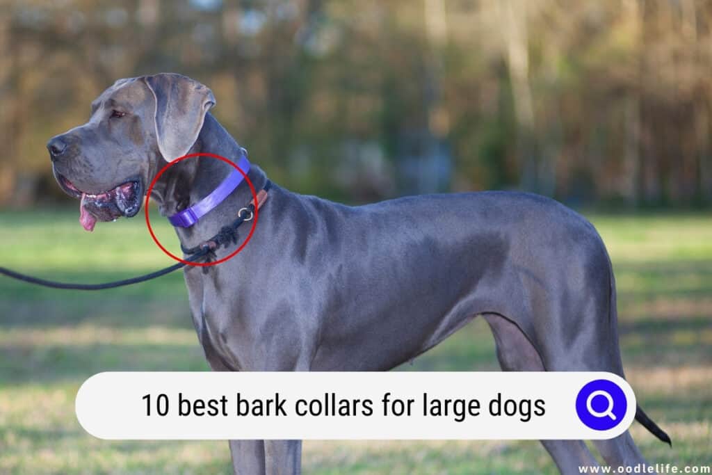 bark collars for large dogs