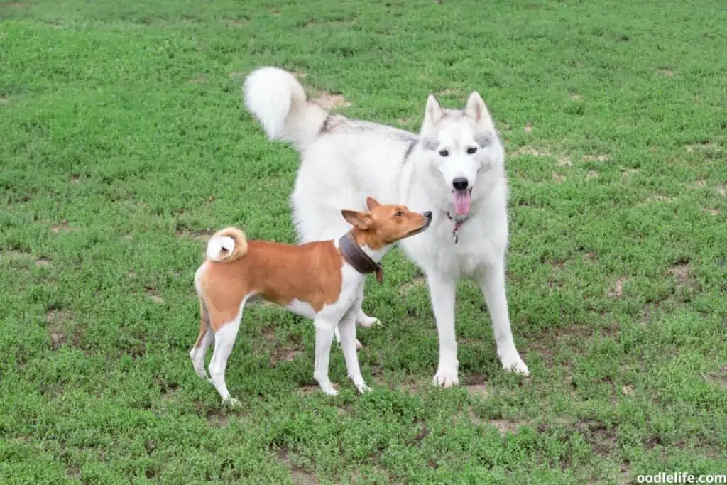 a small basenji looks a an all white husky