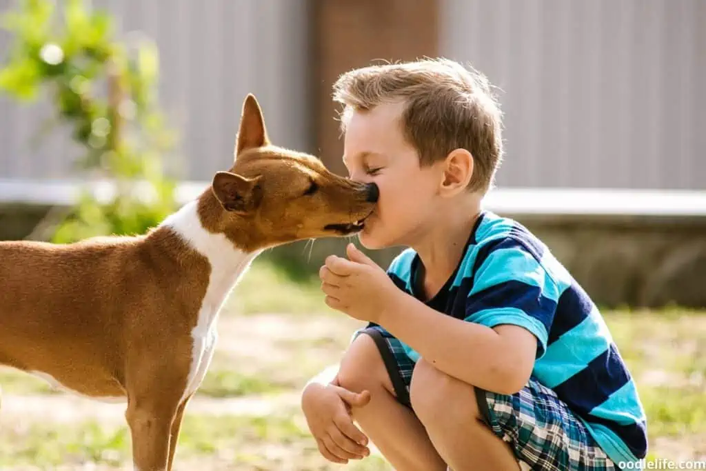 a basenji with a small child