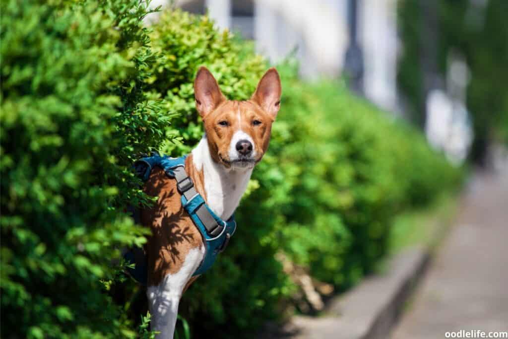 basenji dog looking happy as it explore a hedge