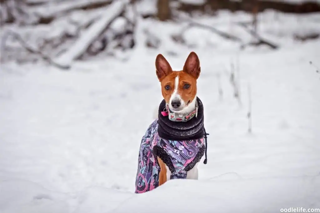 A red and white Basenji wearing a snow coat.